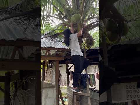 Amazing coconut tree.#funny #happy #leisuretime #travel #carefree #travel #childlike #letsplay #usa