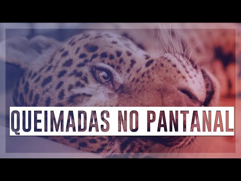 Fogo avança nos últimos redutos de onças no Pantanal