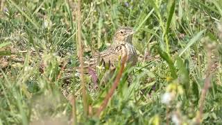 skřivan polní (Alauda arvensis) Eurasian Skylark