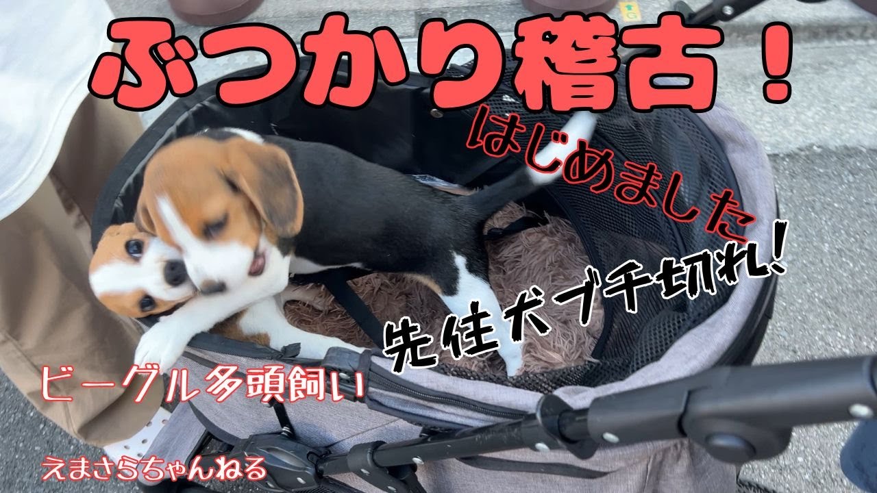 兄妹犬と久々の再会