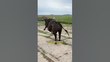 First Time Using Virtual Fencing Collars on Cattle #cattlefarming #farmlife