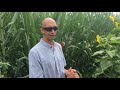 Early Interseeding cover crops into Silage Corn