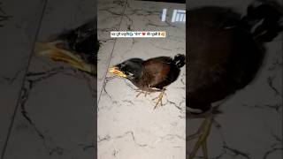 How to take care of the bird. #love #yt