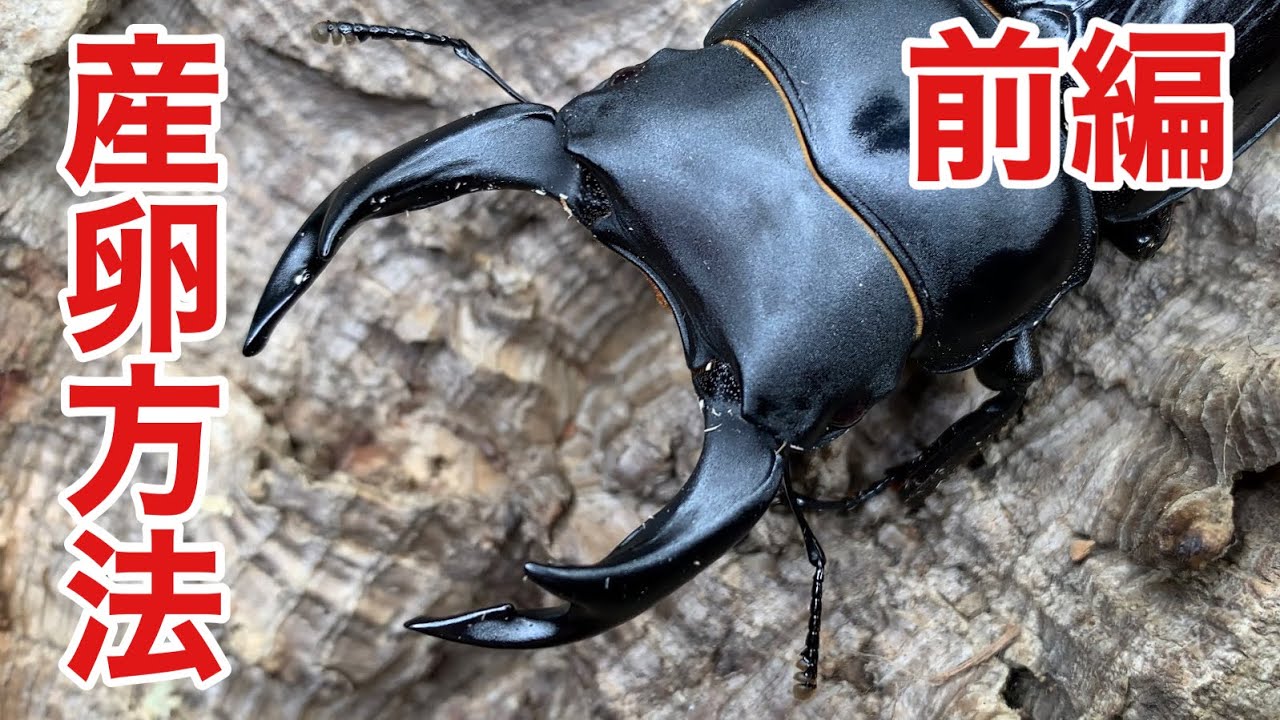 オオクワガタ産卵方法！小学生でも簡単にできる！【前編】