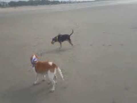 Carolina Coonhound Rescue 97