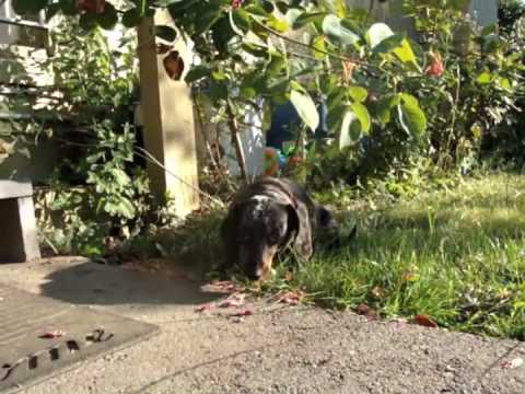 Raw Video: Toy Wiener Dog