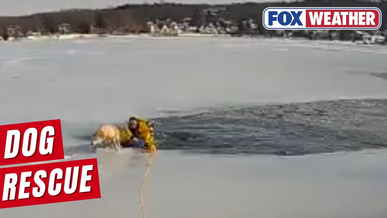 First Responders Leap Into Action To Rescue A Dog From Frozen Lake ...
