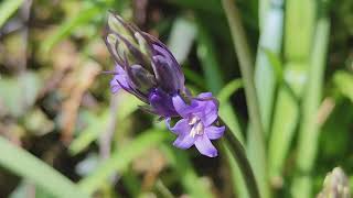English Bluebells (Hyacinthoides non-scripta) growing in woodland 11/04/2025 Northern Ireland