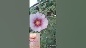 Thumbnail of un vídeo hechó con "Sin Amor".       #music #flower #flores #musica #cinematic #cinematicmusic