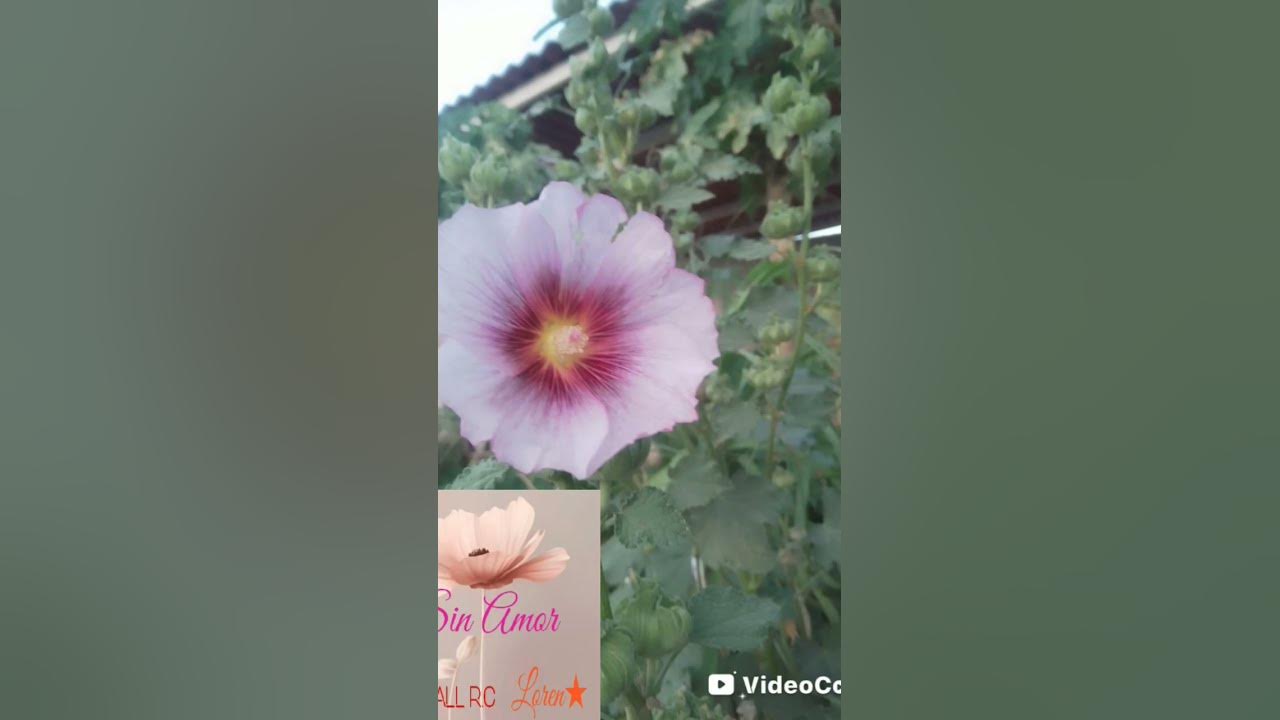 un vídeo hechó con "Sin Amor".       #music #flower #flores #musica #cinematic #cinematicmusic