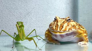 Giant praying mantis meets frog by BUG FROG 46,791 views 6 months ago 1 minute, 29 seconds