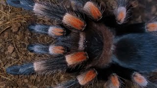 Mexican Red Knee Tarantula (Brachypelma Hamorii) CARE GUIDE #tarantula #spider #animal #exotic #pets