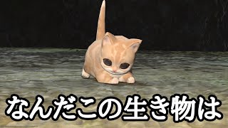 Ff14 かわいい猫がff14にいるらしい Youtube