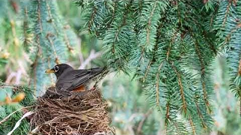 Robin building a nest on a tree in spring