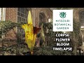 Octavia corpse flower bloom timelapse 2023