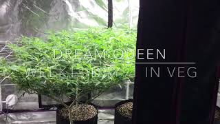 Blackberry Fire week5 day35 in flower, Dream Queen week13 day91 in veg