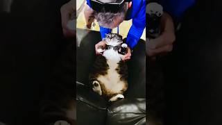 Funny Cats 😂 Episode 180 #Shorts