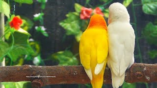 Lovebird Sounds - Albino & Lutino - A Favorite Pair of Lovebirds