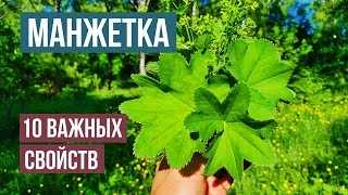 Манжетка. Десять уникальных свойств