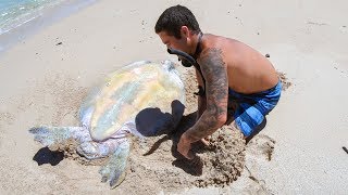 YBS Lifestyle Ep 29  HELPLESS TURTLE GETS RESCUED  | Crayfish Catch And Cook