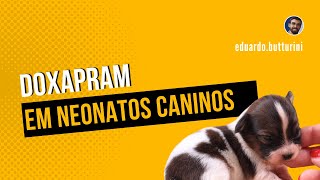 Doxapram em neonatos caninos - comentários...