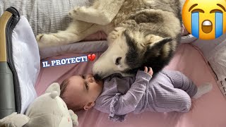 Husky Just Wants To Protect My Baby!!... [CUTEST REACTION EVER!!]