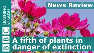 A Fifth Of Plants In Danger Of Extinction Bbc News Review