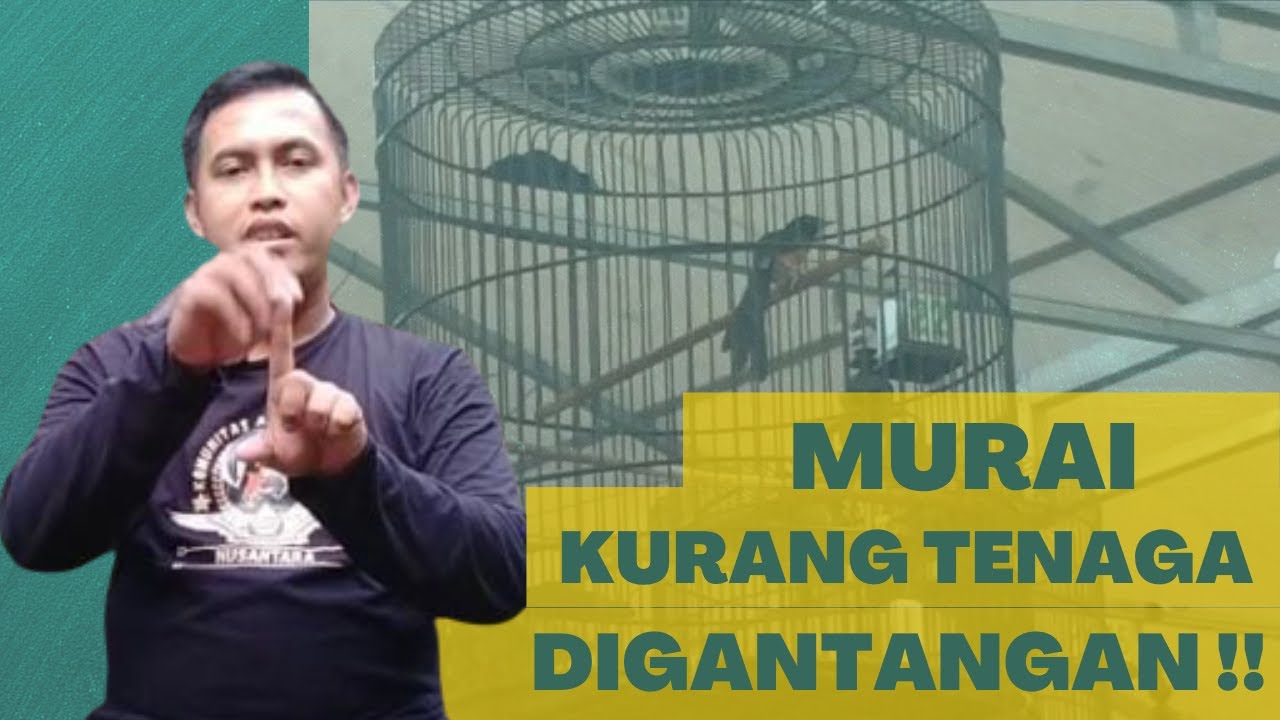 PAHAMI ! BEBERAPA KONDISI MURAI SAAT DIGANTANGAN - (2. MURAI KURANG TENAGA) #kondisimurai