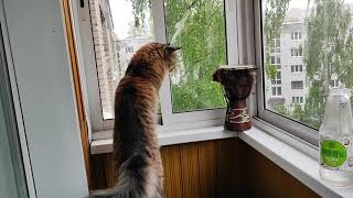 Тупые фразы. 🐱 . Вилли приболел🥹 Познакомилась с приятной женщиной❤