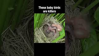 These Baby Birds Are Killers #Truefacts #Shorts #Babybird #Parasitoids #Parasite