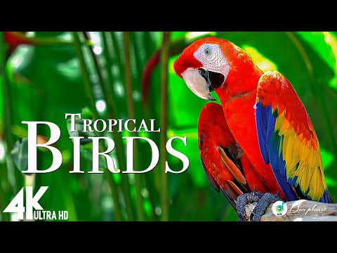 Tropical Birds Beautiful Bird Sounds Of Rainforest
