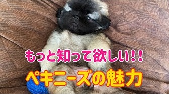 白ペキニーズ Youtube 白ペキニーズ Youtube