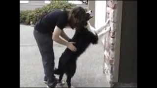 Trucos de Collie - Como educar y entrenar un Perro Collie
