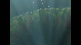 Underwater (Short Thalassophobia animation)