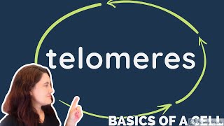 TELOMERES - in English -