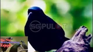 Kicauan Pemikat Burung Murai Papua,Seot,Genteot, Ribut Kejepit Paling Ampuh