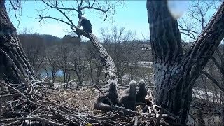 Decorah Eagles Eaglets Reactions To Chaos At The Nest