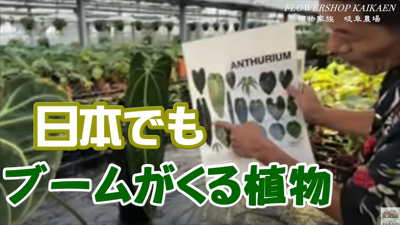 タイで大人気！日本でも必ずブームになる植物を紹介します。生ライブ