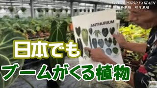 タイで大人気！日本でも必ずブームになる植物を紹介します。生ライブ