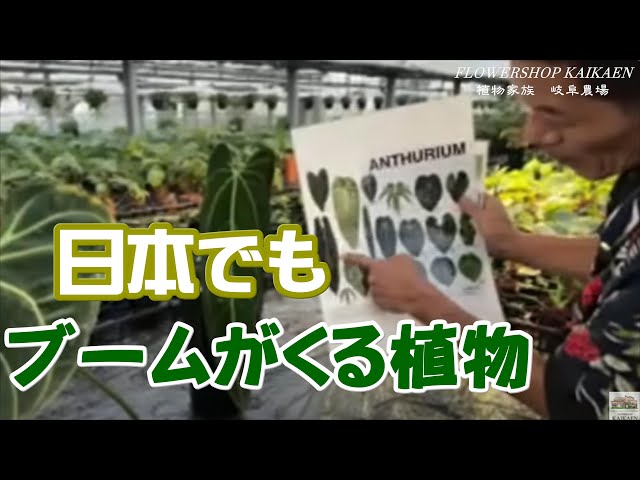 タイで大人気！日本でも必ずブームになる植物を紹介します。生ライブ