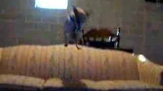 insane jack russell couch jump