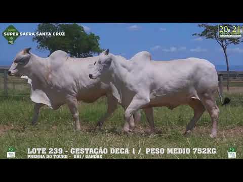 LOTE 239