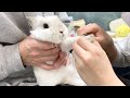 #109 震えながら訴えてくるうさぎさん？！爪切りが怖すぎてぷるぷる震える！Nail clippers are too scary and tremble!