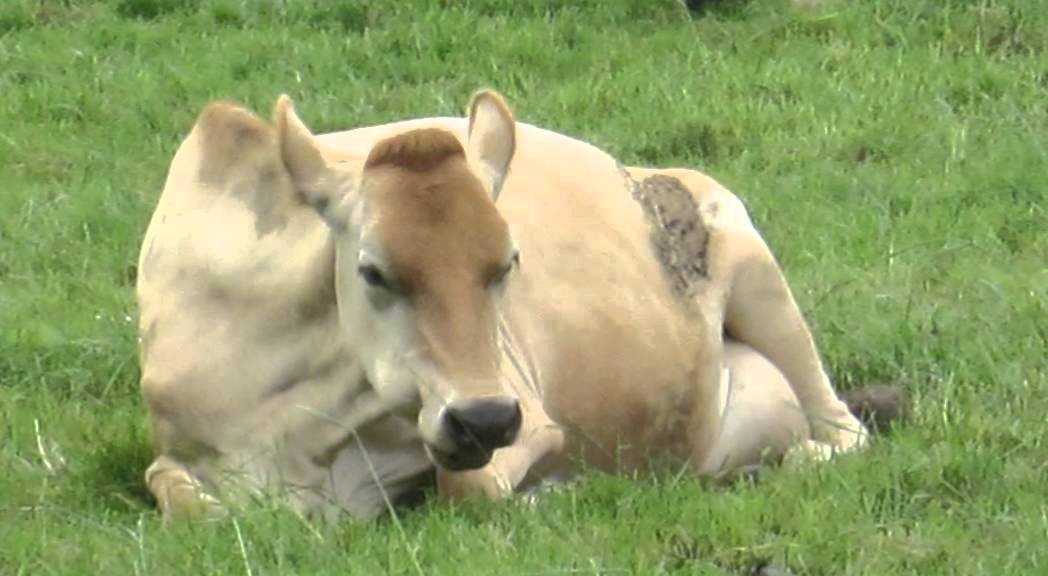 2013 Northland Ballance Farm Environment Awards Supreme Winner Shane O'Shea and Charmaine O'Shea
