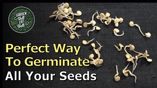 BEST Method! Germinate Your Seed In This CLOTH. HUGE Improvement Over Paper Towel Method!