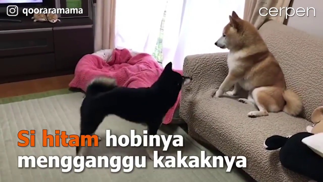 Anjing Usil Lucu Banget Bikin Ngakak Youtube