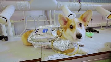 Monument to an Anonymous Peer Reviewer