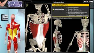 Latissimus Dorsi