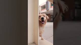 ??P2 Luhu helps stray kitten find homes dog cutedog goldenretriever shorts