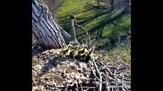 Decorah N1 Goose nest~ 5 Goslings Survive the Leap of Faith! A new Goose takes over the empty nest!